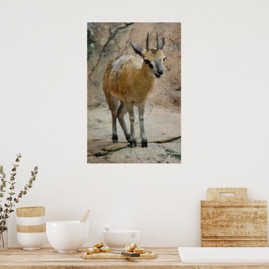 Poster Chèvres sauvages (Cuisine)