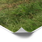 Poster Chèvres sur une ferme (Coin)