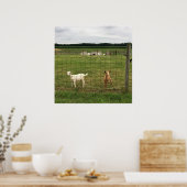 Poster Chèvres sur une ferme (Cuisine)