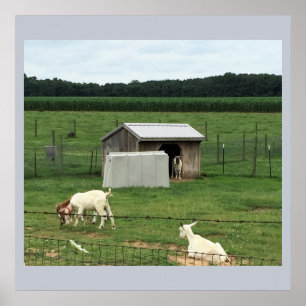 Poster Chèvres sur une ferme