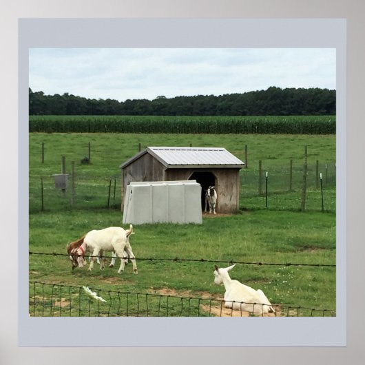 Poster Chèvres sur une ferme (Devant)