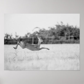 Poster "Chevreuil sautant Photographie de faune noir et b