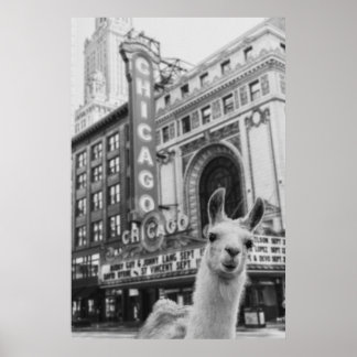 Poster Chicago Llama