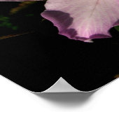 Poster Chichen Itza, Yucatan, Mexique (Coin)