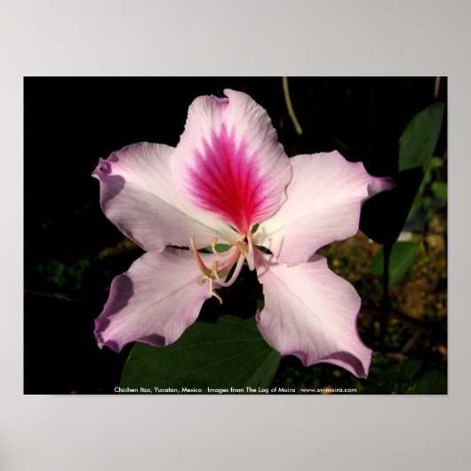 Poster Chichen Itza, Yucatan, Mexique (Devant)