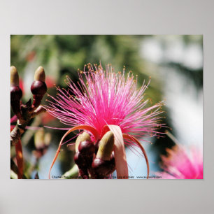 Poster Chichen Itza, Yucatan, Mexique