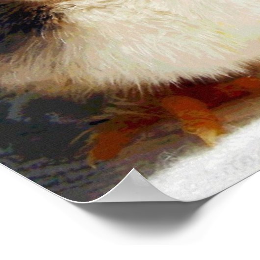 Poster Chick et Camel (Coin)