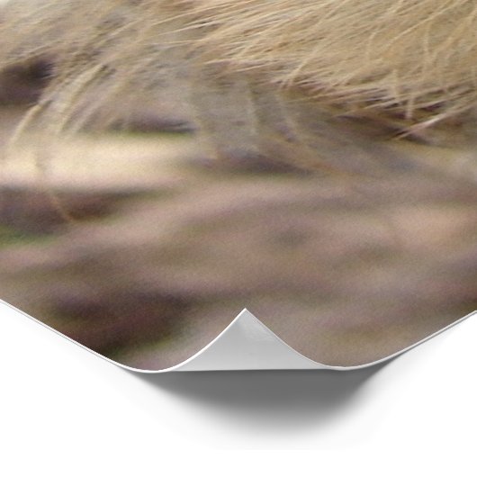 Poster Chick et Pansy (Coin)