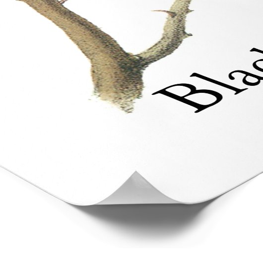 Poster Chickadee à capuchon noir, John Audubon (Coin)