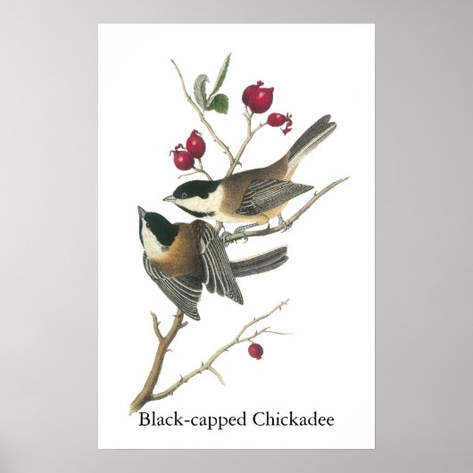 Poster Chickadee à capuchon noir, John Audubon (Devant)