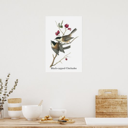 Poster Chickadee à capuchon noir, John Audubon (Cuisine)
