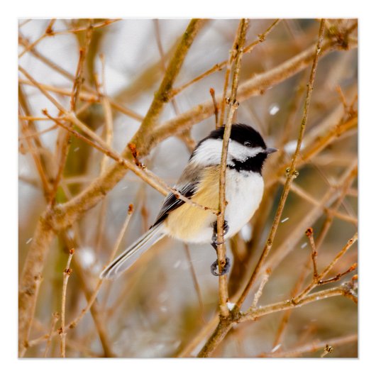 Poster Chickadee au plafond noir - Photo originale (Devant)