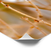 Poster Chickadee au plafond noir - Photo originale (Coin)