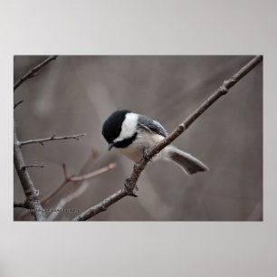 Poster Chickadee couvert par noir