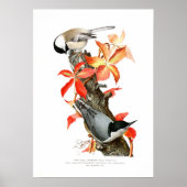 Poster Chickadee et Nuthatch (Devant)