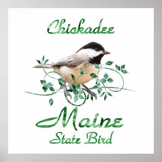 Poster Chickadee Maine State Bird (Devant)