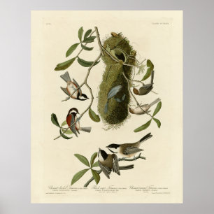 Poster Chickadees and Bushtit, Audubon's Birds of America