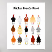 Poster chicken breeds chart (Devant)