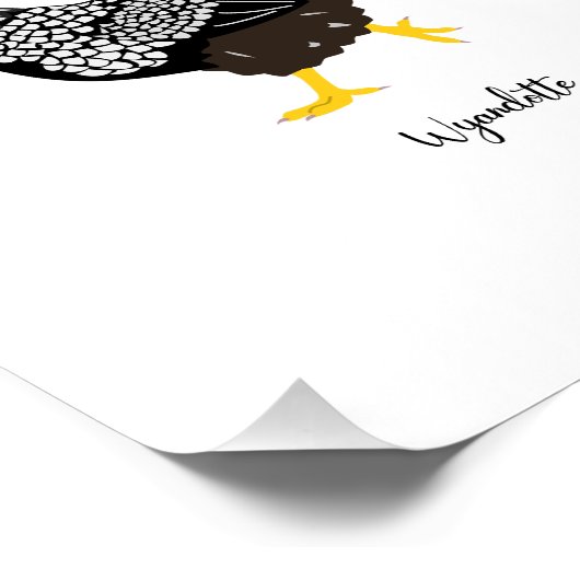 Poster chicken breeds chart (Coin)