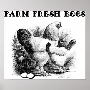 Poster Chicken Farm Oeufs Frais Art