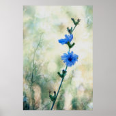 Poster Chicorée (Devant)