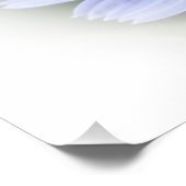 Poster chicorée bleue pourpre (Coin)