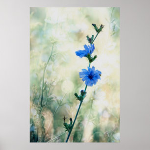 Poster Chicory