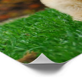 Poster Chien (Coin)