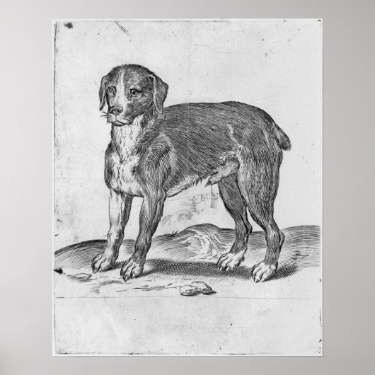 Poster Chien (Devant)