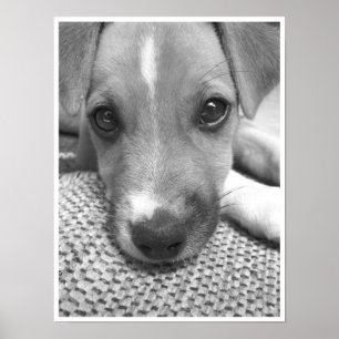Poster Chien