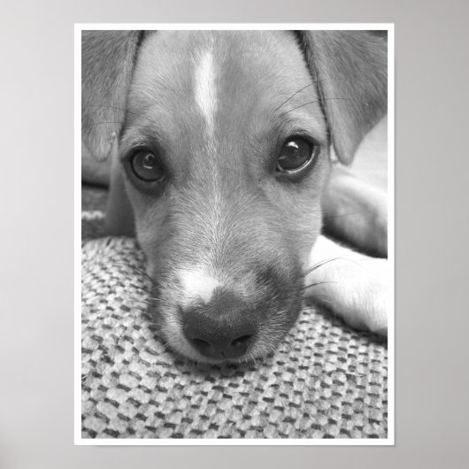 Poster Chien (Devant)