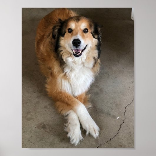 Poster Chien (Devant)