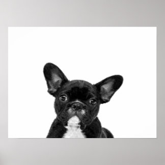 Poster Chien adorable | Black French Bulldog Face