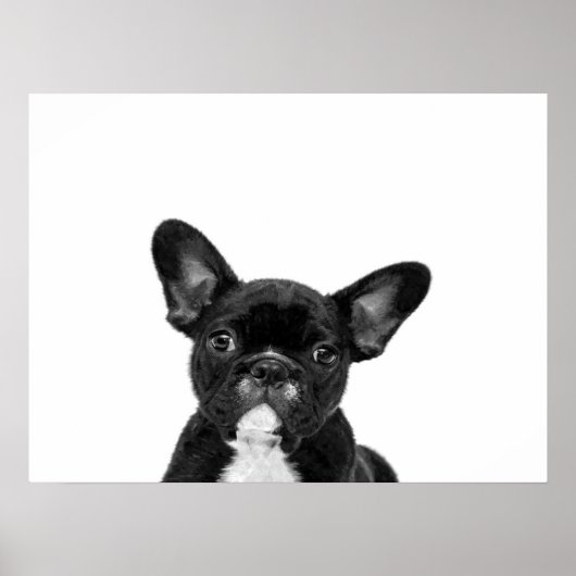 Poster Chien adorable | Black French Bulldog Face (Devant)