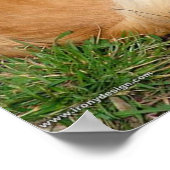 Poster Chien allemand Kleinspitz (Coin)