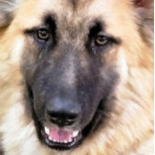 POSTER CHIEN ALLEMAND SHEPHERD