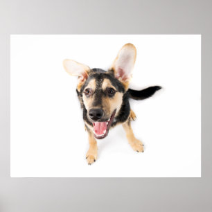 Poster Chien amusant chiot