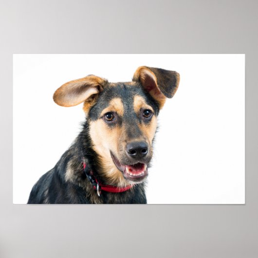 Poster Chien amusant chiot (Devant)