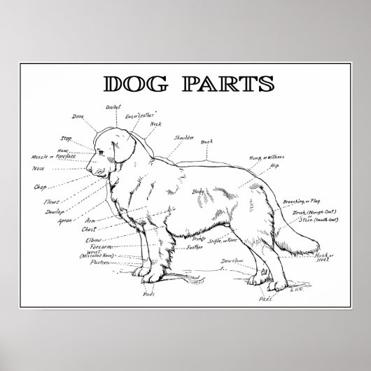 POSTER CHIEN ANATOMY 1919 (Devant)
