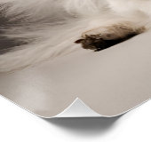 Poster Chien ange (Coin)