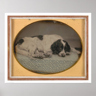 Poster Chien appartenant à Sheldon Nichols (39986)