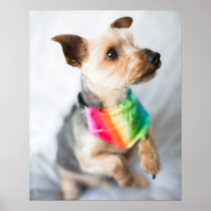 Poster Chien arc-en-ciel gay pride Yorkshire Terrier