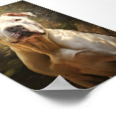 Poster Chien argentin / Dogo argentin (Coin)