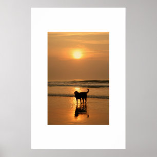 Poster Chien au lever du soleil