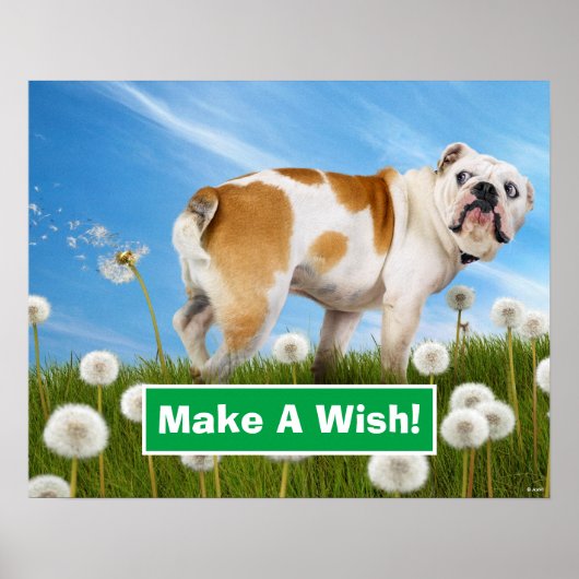Poster Chien avec Dandelion (Devant)