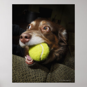Poster Chien avec de la balle de tennis