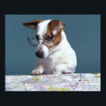 Poster Chien avec lunettes de lecture étudier la carte<br><div class="desc">Animaux->Chien</div>
