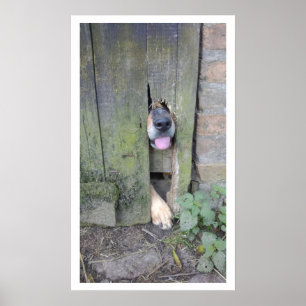 Poster Chien avec nez à travers trou dans la clôture