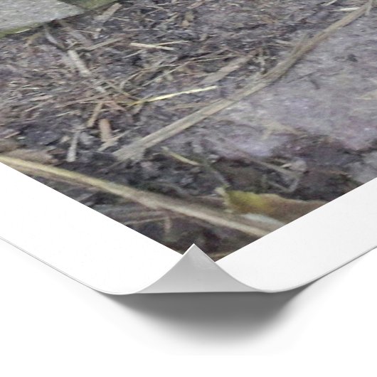 Poster Chien avec nez à travers trou dans la clôture (Coin)