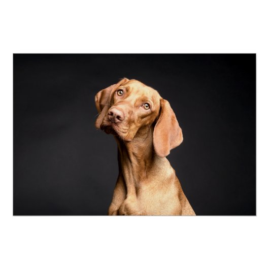 Poster Chien Beagle Brown animal (Devant)